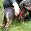 Potzok (w) sucht liebevolle Menschen