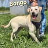 ❤ Bongo, Pflegefamilie Erkelenz