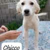 Chicco  💜💜💜 sucht Happy-Home