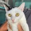PERDITA