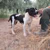 CHICCO - mix Pit/Amstaff bianco e nero, giovane