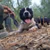 CHICCO - mix Pit/Amstaff bianco e nero, giovane