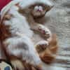Roudoudou