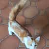 Roudoudou