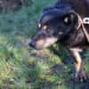 Acantha- freundlich u. verschmust