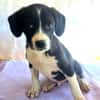 Rocky ein tolles Kerlchen