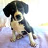 Rocky ein tolles Kerlchen