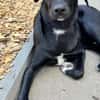 Olivia, dringend Zuhause gesucht
