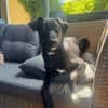 Olivia, dringend Zuhause gesucht