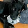 Olivia, dringend Zuhause gesucht
