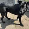 Olivia, dringend Zuhause gesucht