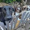 Olivia, dringend Zuhause gesucht
