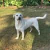 ❤ Bongo, Pflegefamilie 41812 Erkelenz