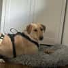 Marry - Familienhund sucht Zuhause