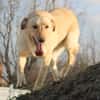 Marry - Familienhund sucht Zuhause