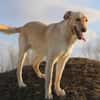 Marry - Familienhund sucht Zuhause