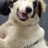 Loui ein Traum von Hund...
