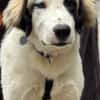 Loui ein Traum von Hund...