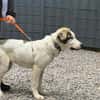 Loui ein Traum von Hund...