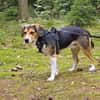 Balu - sportlich und agil