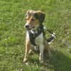 Balu - sportlich und agil
