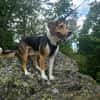 Balu - sportlich und agil