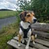 Balu - sportlich und agil