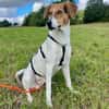 🌟 Cody - sensibler Junghund sucht dich