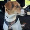 🌟 Cody - sensibler Junghund sucht dich