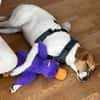 🌟 Cody - sensibler Junghund sucht dich