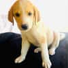 Billy ein Retriever Beagle mix