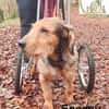Rollt Snoopy ins Hundeglück?