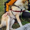 Zuhause gesucht für besonderen 🐕 HERMES