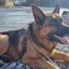 Maxl sucht dringend neues Zuhause