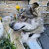 Coole Socke sucht liebevolle Familie