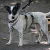 Cindy - Zuhause gesucht