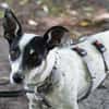 Cindy - Zuhause gesucht