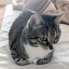 Zutrauliche Katze Milagrin (3 Beine)