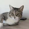 Zutrauliche Katze Milagrin (3 Beine)