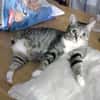 Zutrauliche Katze Milagrin (3 Beine)