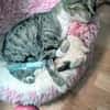 Zutrauliche Katze Milagrin (3 Beine)