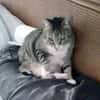 Zutrauliche Katze Milagrin (3 Beine)