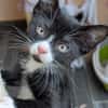 vier Kitten-Rabauken suchen Zuhause zum