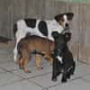 LASSIE - geb. ca. 06/2020 - Beagle Mix
