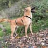 Carlos- besonderer Hund sucht Menschen