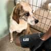LILLY - sucht verständnisvolle Menschen