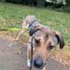 Nena sucht aktive Familie,auf PS Leipzig