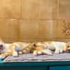 Fritz und Atlas aus dem Tierschutz