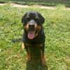 Apollo sucht sein Zuhause