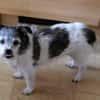 A.J. sucht ein neues Zuhause